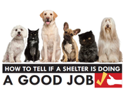 Friendly Animal Shelters