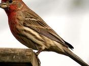 Birds Capture Flight