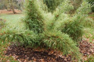 Chusquea culeou (06/01/2013, Kew Gardens, London)