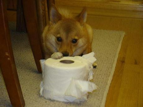 Taro chewing on a roll of toilet paper