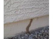 FREE Termite Inspection