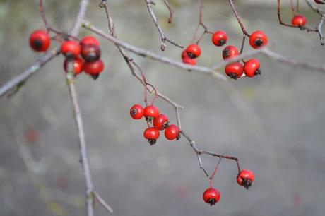 hawthorn berries, pomes, hawes