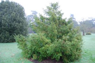 Torreya nucifera (06/01/2013, Kew Gardens, London)