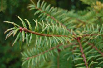 Torreya nucifera Leaf (06/01/2013, Kew Gardens, London)