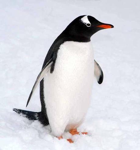 SEO Penguin