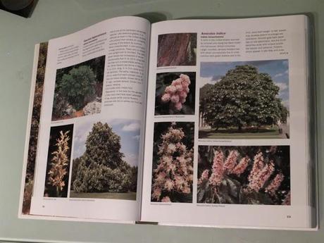 Book Review: Dirr's Encyclopedia of Trees and Shrubs