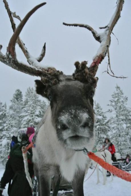 One of the Reindeer.  I love this picture.