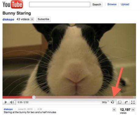 Kick Back and Enjoy Some of YouTube's Cutest Videos