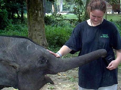 A Volunteer In Malaysia: Kuala Gandah Elephant Sanctuary