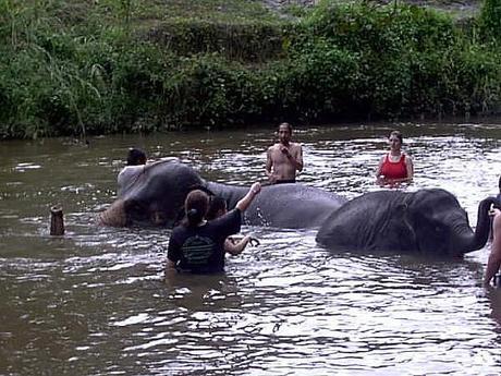 A Volunteer In Malaysia: Kuala Gandah Elephant Sanctuary