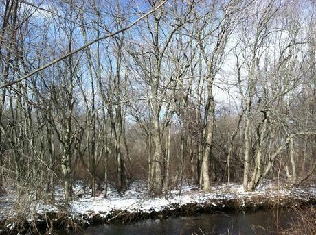 Snow-and-Trees-at-the-Massapequa-Nature-Preserve-Winter-2013