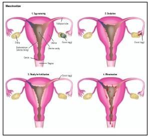 The past 12 hours Chinese generals have been studying the menstrual cycle. General Perv has kept the generals off track by constantly asking where the G spot is. 