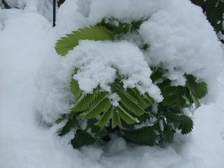 Melianthus major giving in to winter