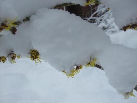 Hamamelis mollis ‘Arnold Promise’ hiding its charms