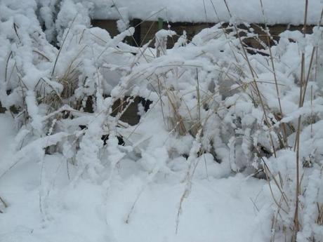 Calamagrostis overdam bent over uncer  the snow