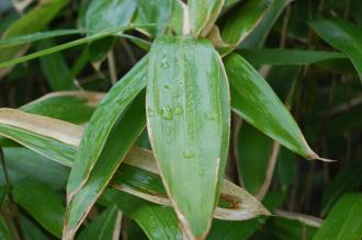 Sasa tsuboiana Leaf (06/01/2013, Kew Gardens, London)