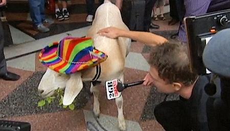 Gary The Goat Cleared Of Vandalising Flower Bed