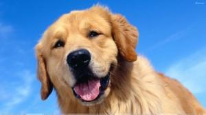 Golden Retrievers key to lifetime dog cancer study