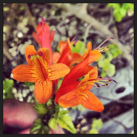 I remember picking these as a child, and pulling out the stem to sip the nectar.