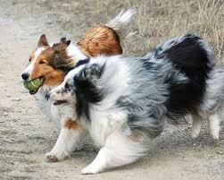 Dogs You Can't Resist Dogs You Can't Resist