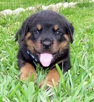 Dogs You Can't Resist Dogs You Can't Resist