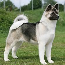 Dogs You Can't Resist Dogs You Can't Resist