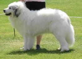 Dogs You Can't Resist Dogs You Can't Resist