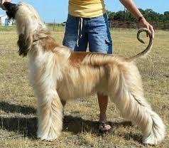 Dogs You Can't Resist Dogs You Can't Resist