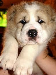 Dogs You Can't Resist Dogs You Can't Resist