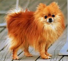 Dogs You Can't Resist Dogs You Can't Resist