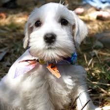 Dogs You Can't Resist Dogs You Can't Resist