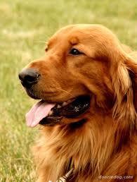 Dogs You Can't Resist Dogs You Can't Resist