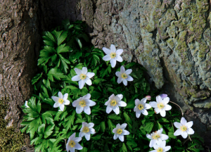 Anemone_nemorosa