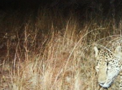 Hurdles Remain U.S. Jaguar Habitat