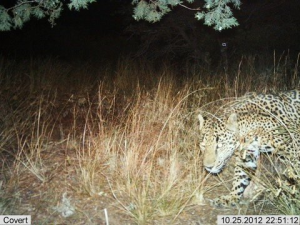 [Fish and Wildlife Service] A jaguar observed last October by a camera trap in southern Arizona.