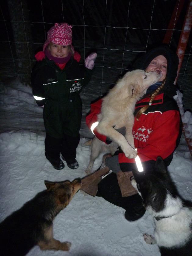 Playful Husky Puppies - One Licking my face, the others stealing my mittens! 