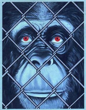 Government Scientists in the U.S. Are Set to End Most Research Done On Chimps ape