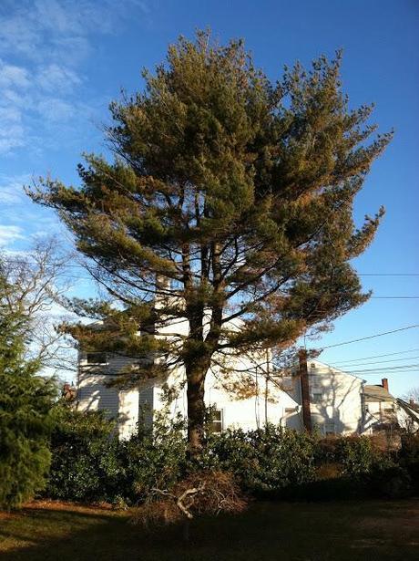 Majestic-Pine-Tree-in-Farmingdale-Winter-2013