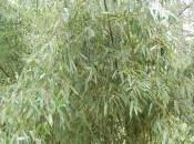 Plant Week: Phyllostachys Parvifolia