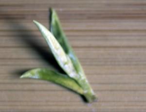 Knowing Longjing I: What are the Different Types of Longjing (Dragon Well)