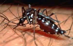 dengeue fever mosquito