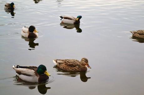 nature, wildlife, green lake park, seattle, ducks, photography