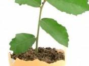 Trusting Your Body Give Birth After