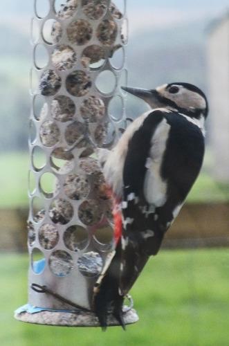 Female Great Spotted Woodpecker enjoying some fat balls outside Amanda's office window! (Photo credit: Amanda Scott).