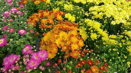 Bienvenue, l'automne (Welcome, fall) Bienvenue, l'automne (Welcome, fall)