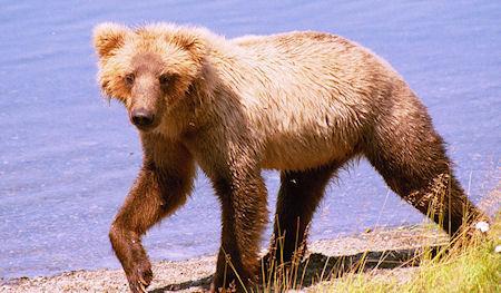 Wild Animals That Love The Beach