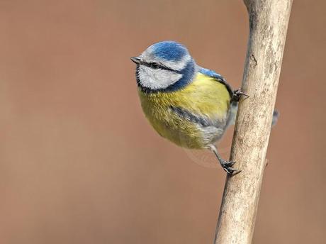 Mésange bleue, Parus caeruleus, Blue Tit