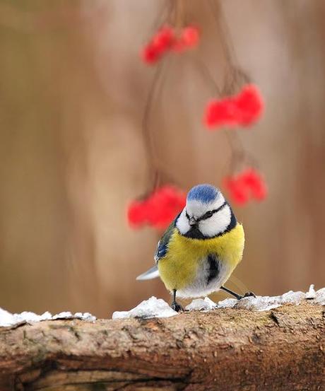 Mésange bleue, Parus caeruleus, Blue Tit