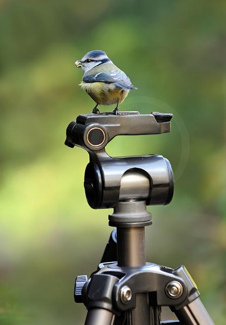 Mésange bleue, Parus caeruleus, Blue Tit