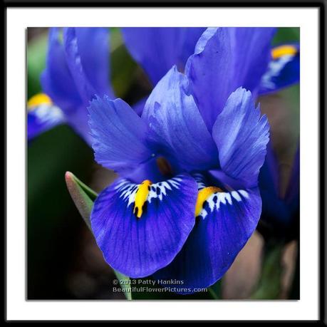 Dwarf Irises